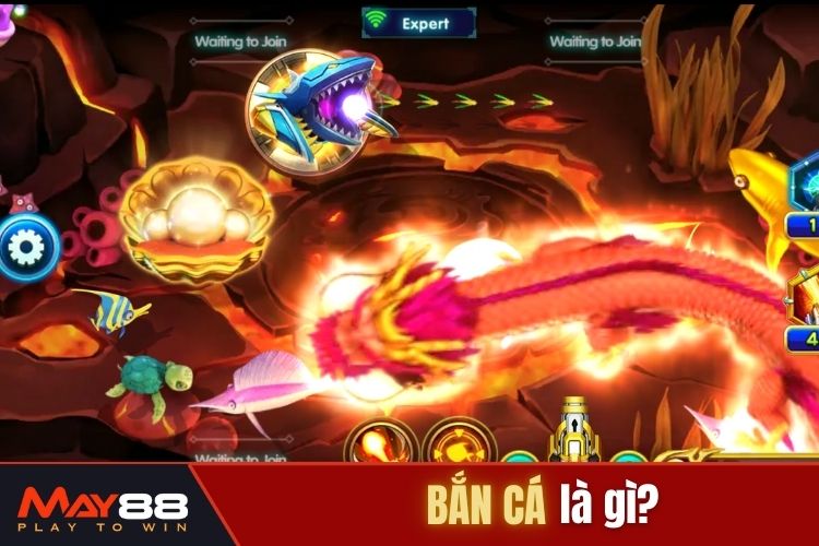 Bắn cá là gì? 